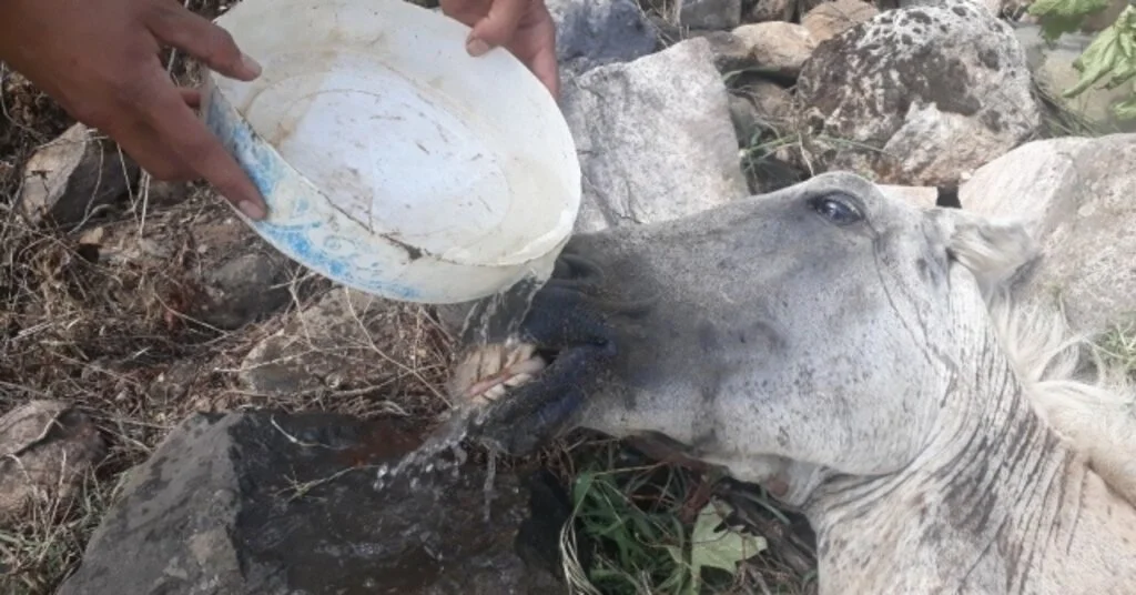 Aşırı Yüke Dayanamayıp Düşen Atı, Ölüme Terk Ettiler