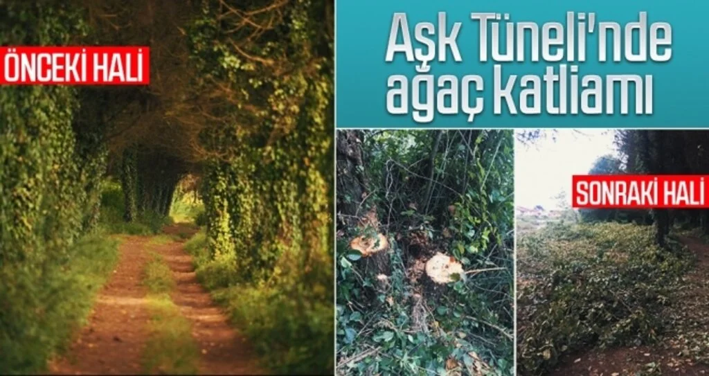 Aşk Tüneli'nde ağaç katliamı