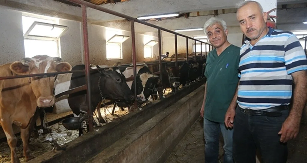 Atakum Belediyesi'nden 'Buzağı' seferberliği