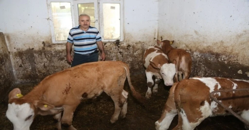 Atakum Belediyesinden Buzağı Seferberliği