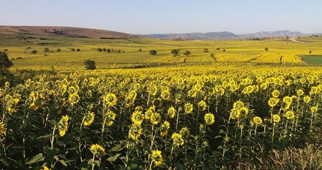 Ayçiçeği Tarlaları Hem Göze Hem De Cebe İyi Geldi 