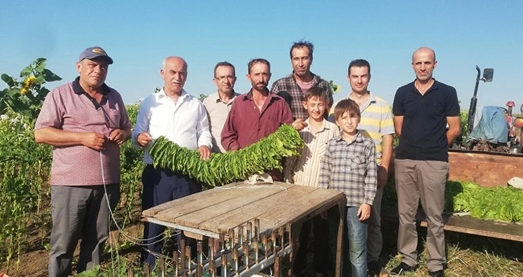 Bafralı tütün üreticileri destek bekliyor