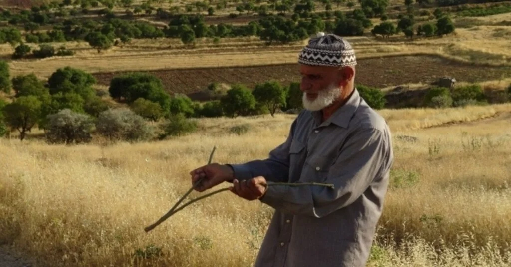 Bakır Tel, Dut Ve Nar Ağaçlarının Dalları İle Su Buluyor