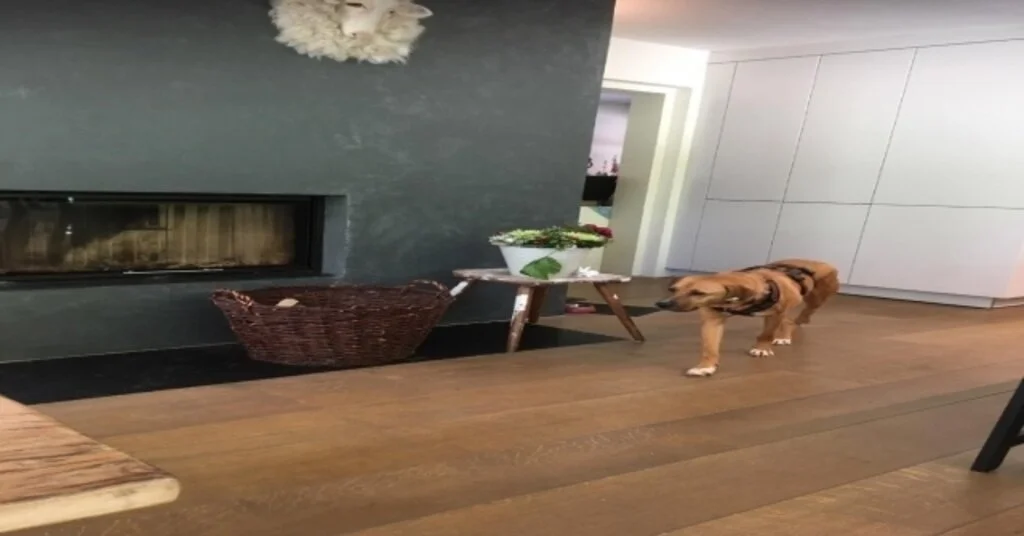 Barınaktan Malikaneye Yolculuk