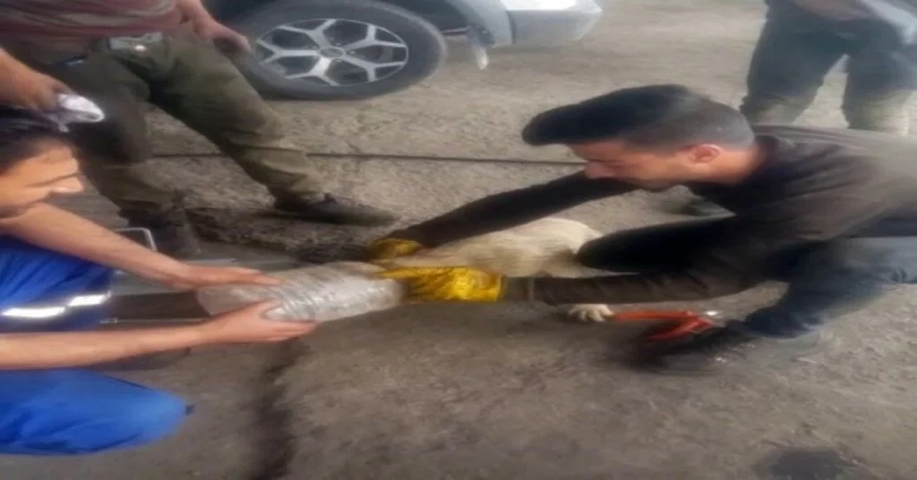 Başı Plastik Bidona Sıkışan Köpek İçin Sanayi İşçileri Seferber Oldu