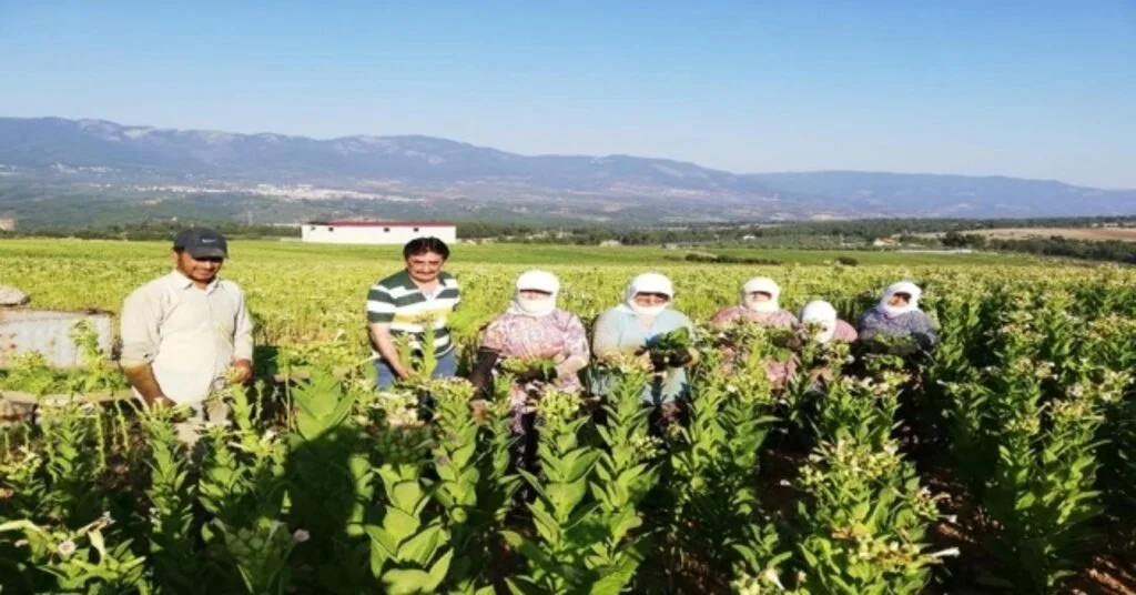 Başkan İnal Tütün Üreticisini Ziyaret Etti