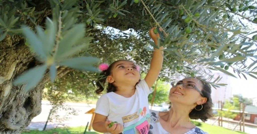 Bin 500 Yıllık ‘Anıt Ağaç Zeytin Verdi