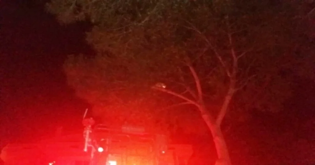 Burhaniyede Ağaçta Mahsur Kalan Kediyi İtfaiye Kurtardı