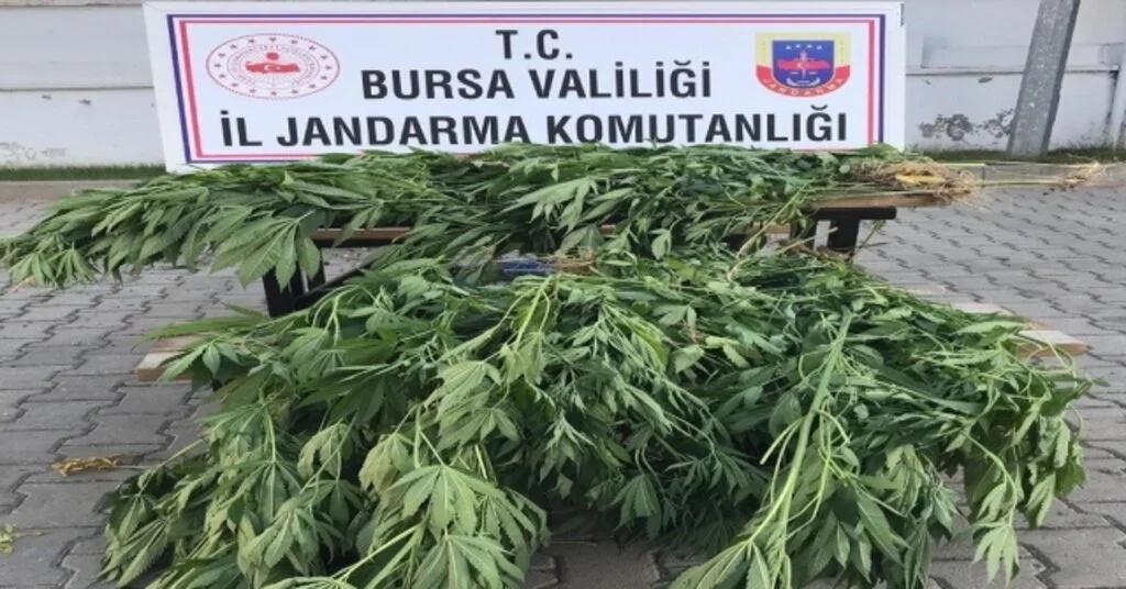 Bursada 660 Kök Kenevir Yakalandı
