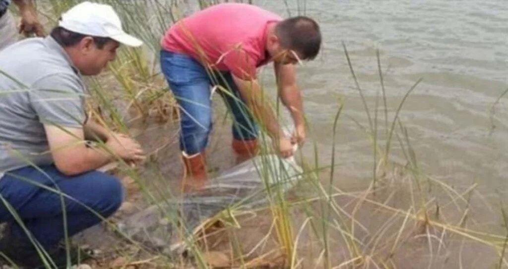 Çorum'da göletlere 58 bin yavru balık bırakıldı