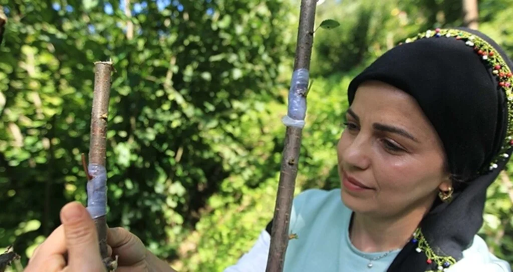 Doğadaki yabani meyve ağaçlarını aşılıyor