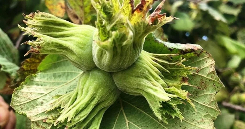 'Düğünü, nişanı fındığa bağladık'