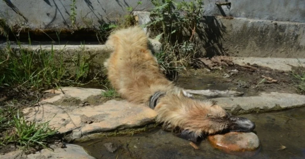 Duyarlı Vatandaşlardan Yaralı Köpeğe Yardım