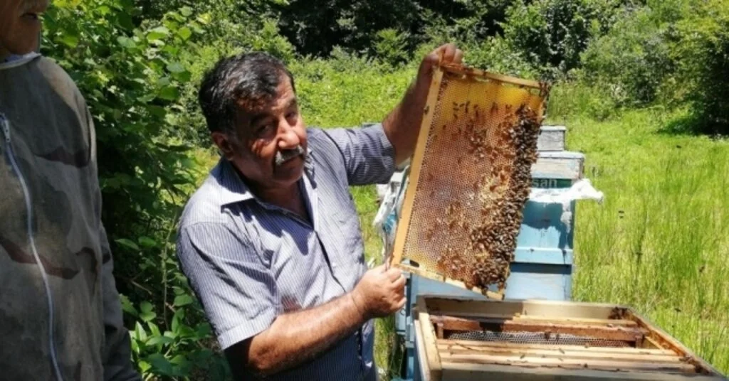 Düzcede Kestane Balı Hasadı Başladı