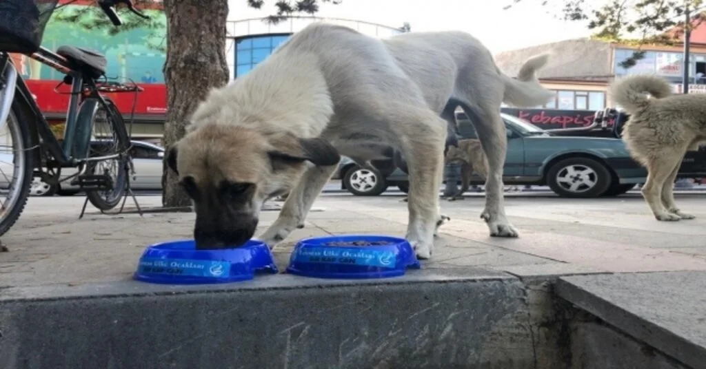 Erzincan Ülkü Ocakları Sokak Hayvanlarını Unutmadı