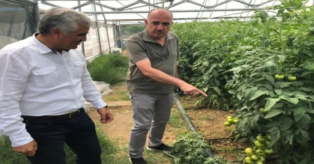 Erzincan Üzümlüde Kurulan Seralar Ürün Vermeye Başladı