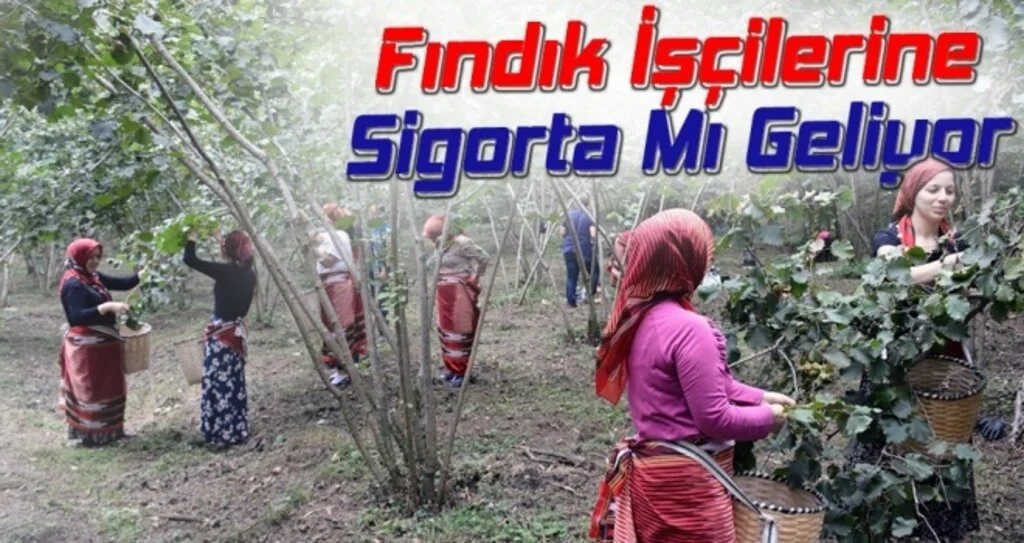 Fındık İşçilerine Sigorta Mı Geliyor