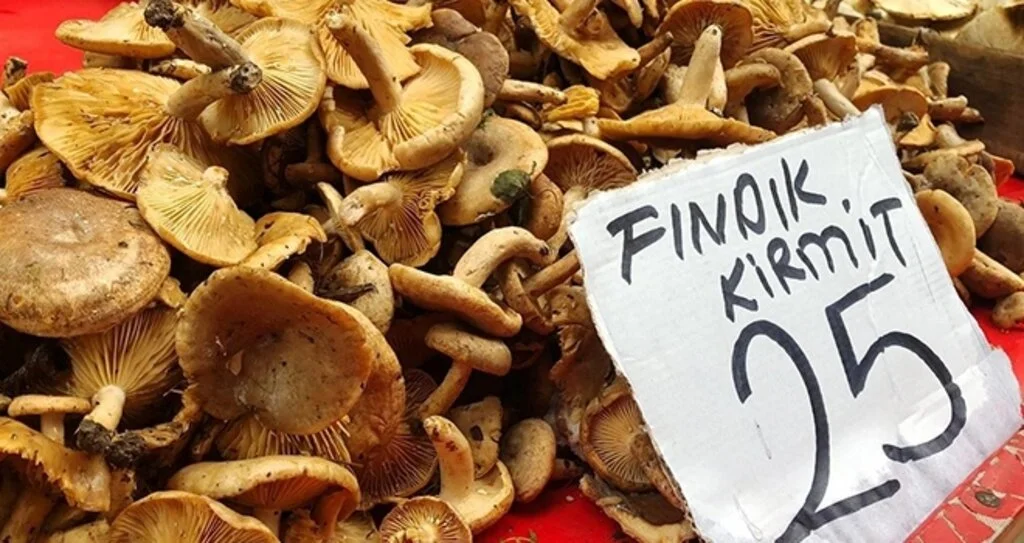Fındık mantarı  tezgahlarda 