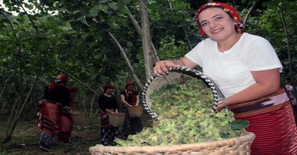 Fındık Üreticisi Hasat Öncesi Fiyat Açıklanmasını Bekliyor