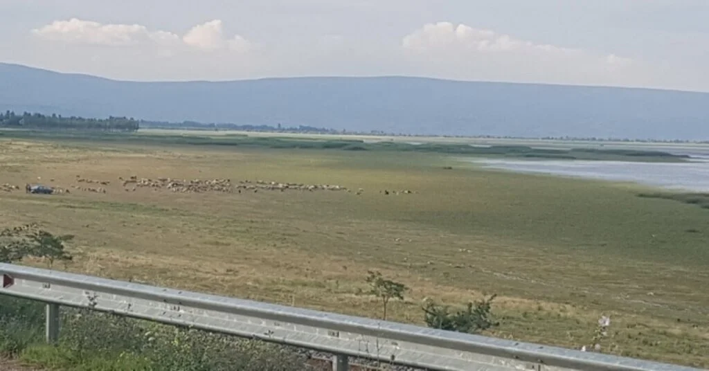 Göl Suyu Çekildi, Yerini Koyun Sürüleri Aldı