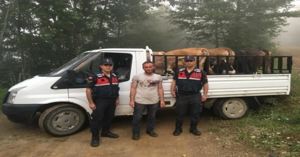Gümüşhanede Çalınan Büyükbaş Hayvanlar Trabzonda Bulundu