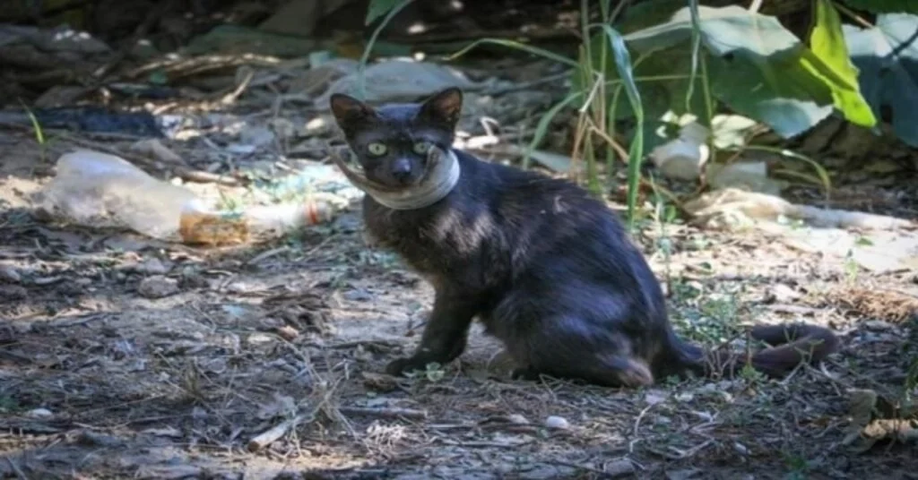 Günlerdir Boynunda Kavanoz Parçası İle Yaşayan Kedi Kurtarıldı
