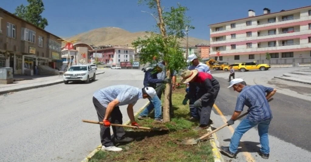 Hakkari Belediyesi Kuruyan Ağaçların Yerine Yenilerini Dikti