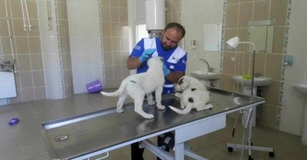 Hakkari Veteriner Kliniği Hayat Kurtarıyor