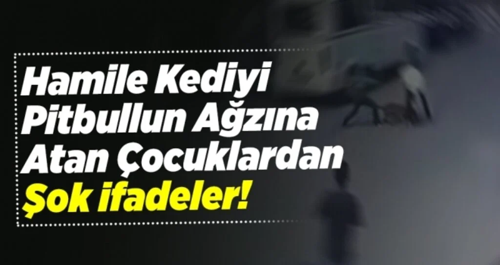  Hamile kediyi pitbullun ağzına atan çocuklardan şok sözler