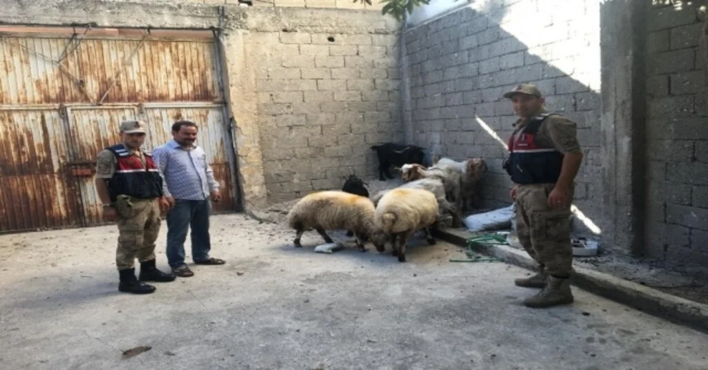 Hayvan Hırsızları Yakalandı