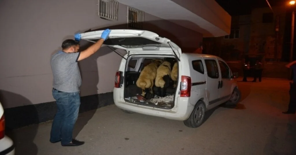 Hırsızlar Polise Yakalanmamak İçin Çaldıkları Koyunları Bırakıp Kaçtı