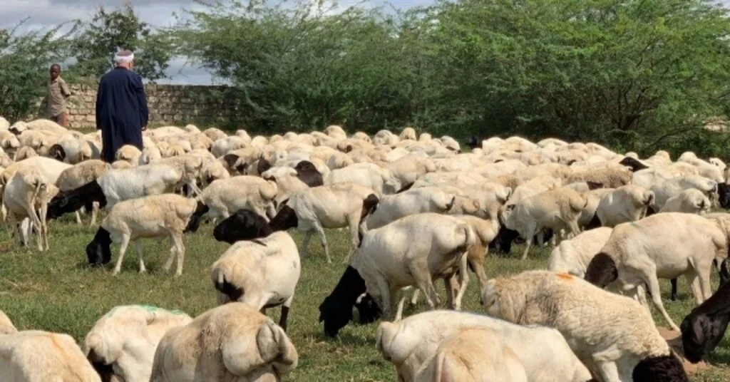 İddeften ‘Bayrama Hazırız Mesajı