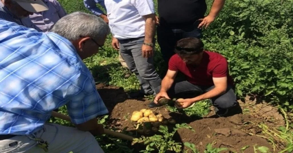 Iğdırda Ekimi Yapılan Patates Hasat Edildi