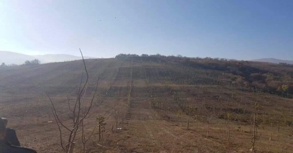 İki Buçuk Yıl Önce Bakımı Yapılan Ceviz Ağaçlarından 15 Ton Ürün Bekleniyor