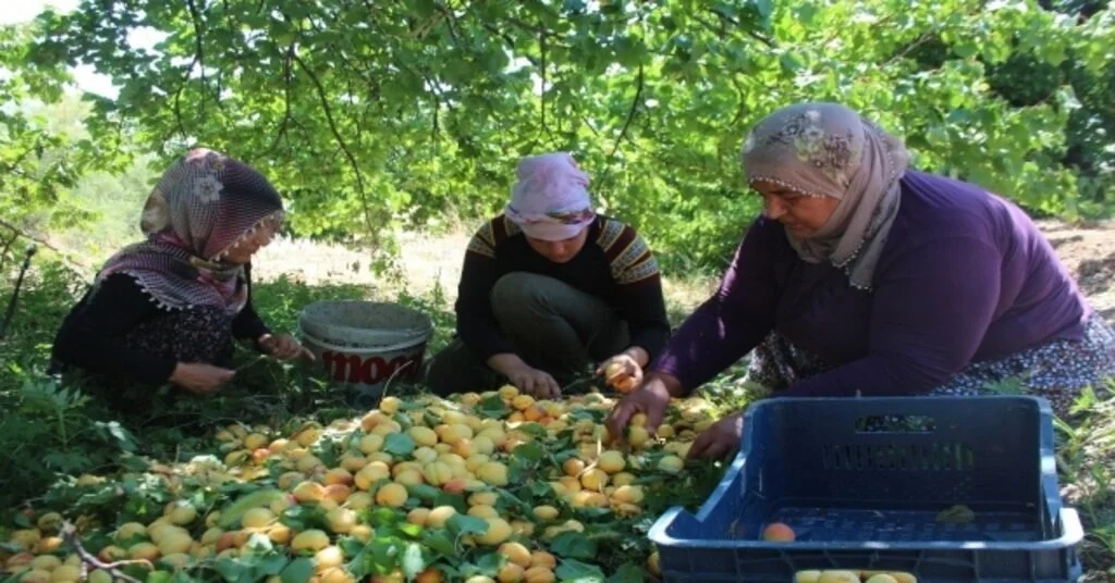 İlçeyi Kalkındıran 1 Milyon Ağaçta Kayısı Hasadı