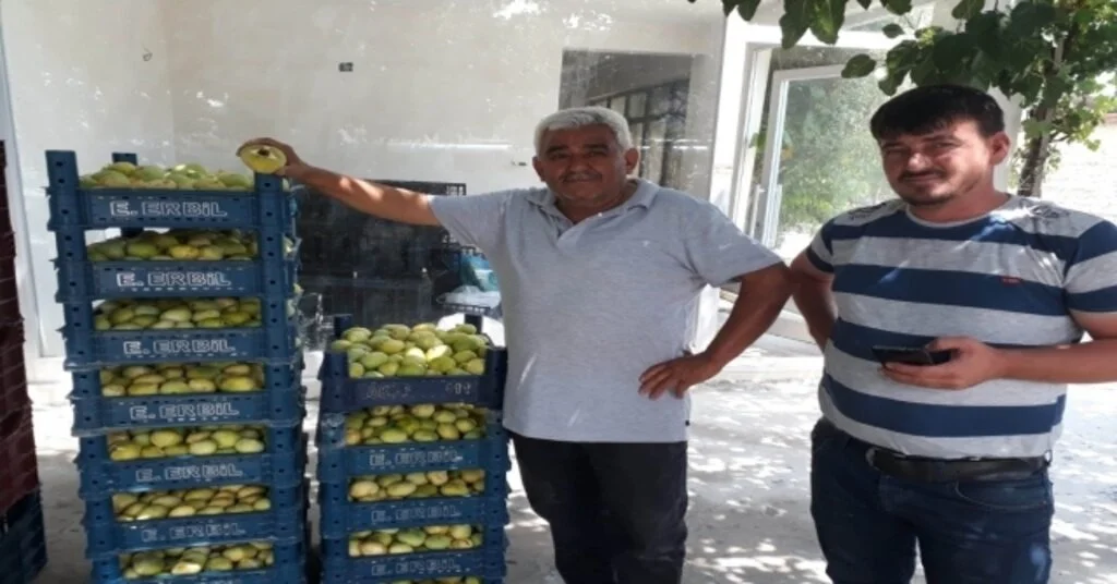İncirde 5 Bin Ton Rekolte Bekleniyor