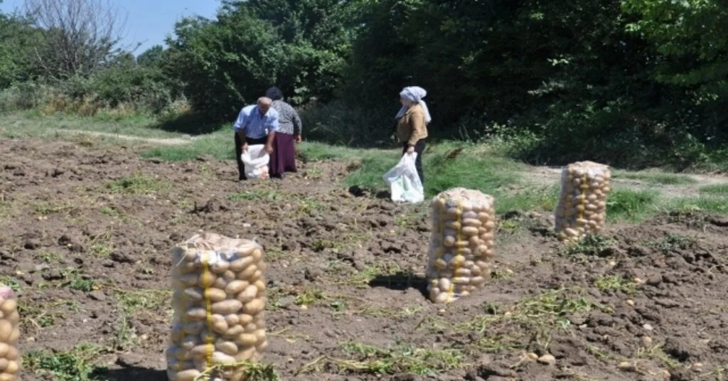 İnegölde Patates Hasadı Başladı