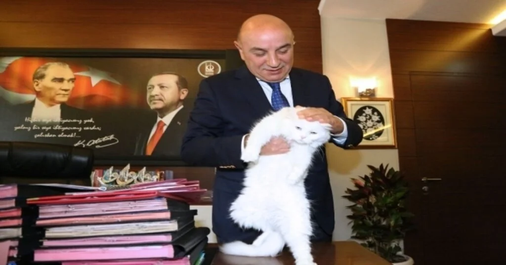 İşitme Engelli Ankara Kedisi Başkan Altınokun Koruması Altında
