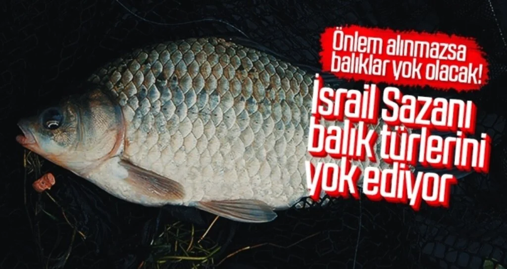 İsrail Sazanı balık türlerini yok ediyor