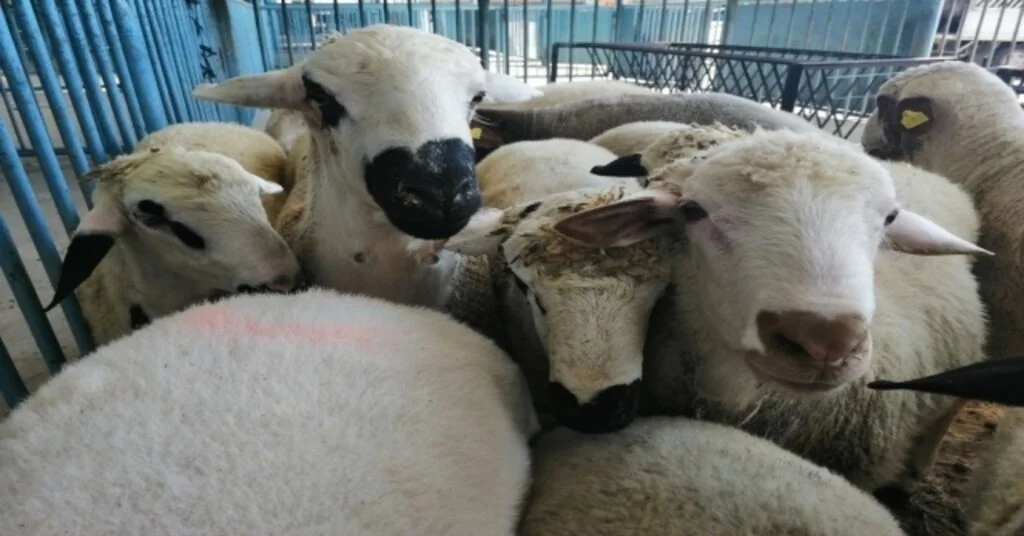 İzmirde 20 Mahalle ‘Veba Şüphesi İle Karantinaya Alındı