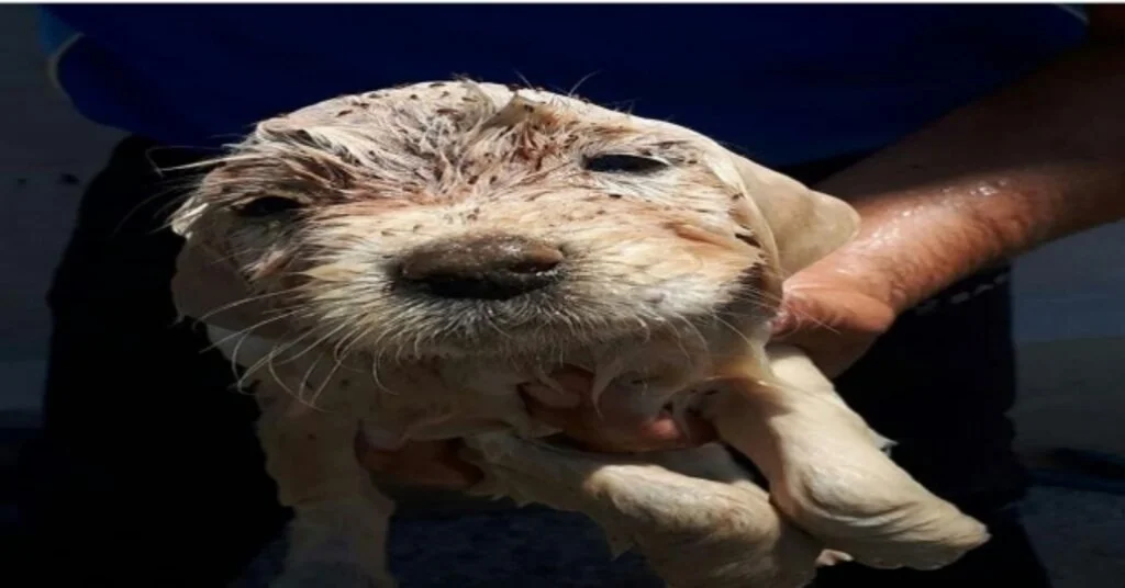 İzmirde Minik Köpek İçin Seferber Oldular
