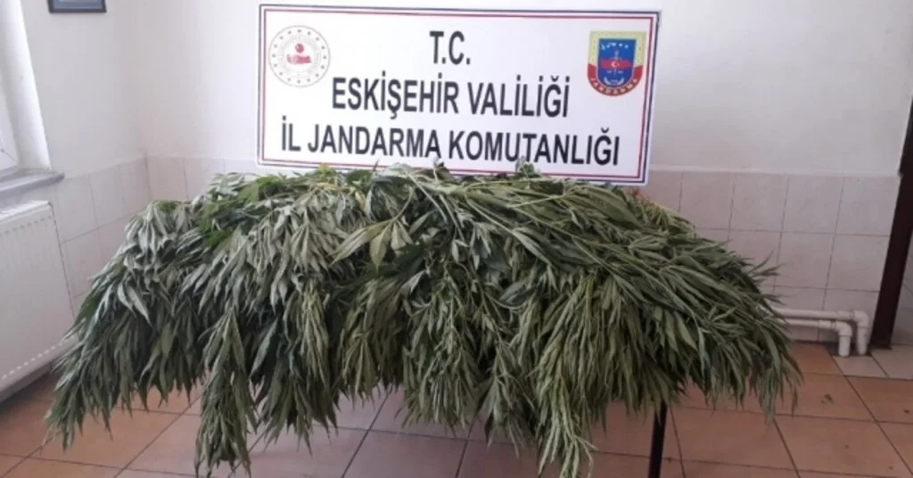 Jandarma Bahçeye Ekili 35 Kök Kenevir Ele Geçirdi