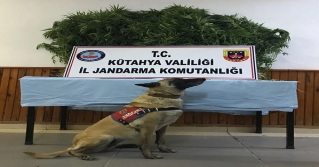 Jandarmadan Uyuşturucu Operasyonu