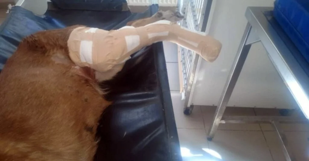 Kamyonun Ezdiği Köpek İçin Seferber Oldular