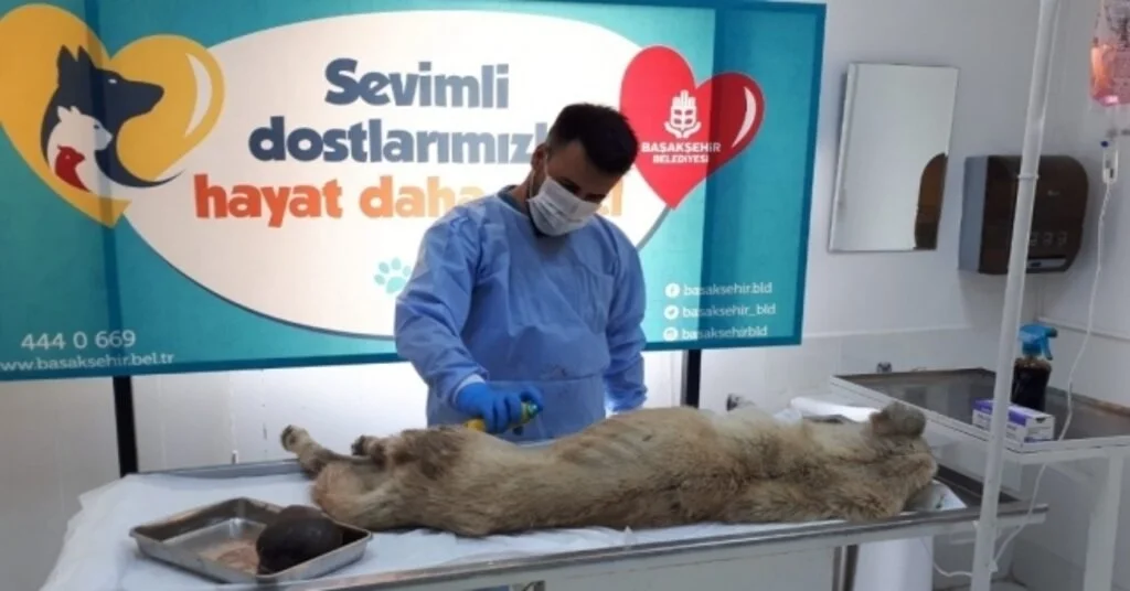 Karnındaki Kistle Yaşam Mücadelesi Veren Sokak Köpeğinin Yardımına Başakşehir Belediyesi Koştu