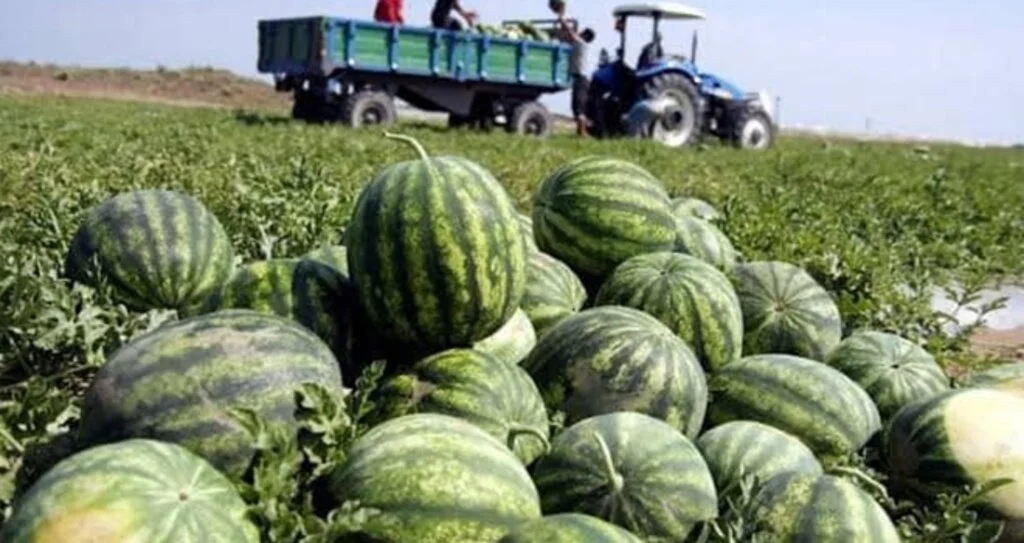 Karpuz Üreticisine Erken Hasat Uyarısı