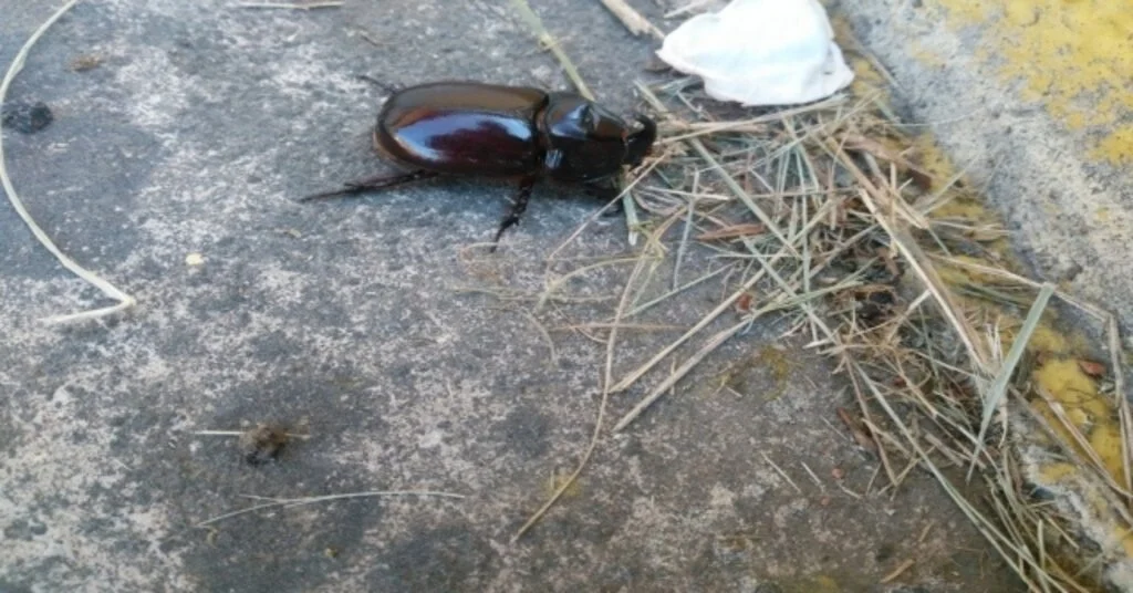 Kastamonuda Gergedan Böceği Bulundu