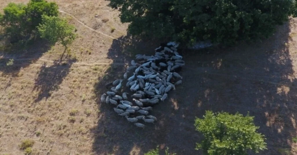 Kayıp Hayvanlar Dronela Bulundu