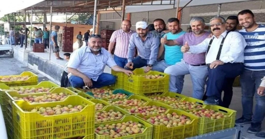 Kayısı Üreticisi Sezonu Mutlu Bitirdi