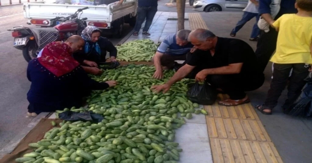 Kiliste Kurutmalık Acur Sezonu Açıldı